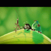 A Bug's Life verlinkt
